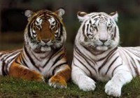 /album/fotogaleria/descarga-5-jpg/